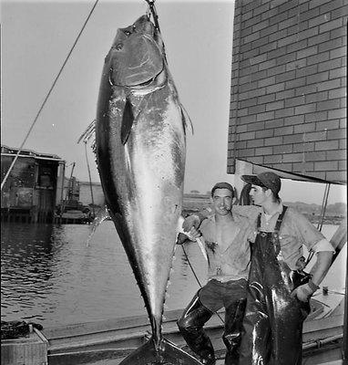 Tuna caught by John Karras being weighed at the dock in Barnstable Harbor.