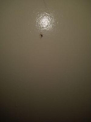 Picture of the smashed cockroach I killed in the first room. Sorry for the far away picture. Camera is not very good.