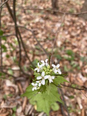 Early spring flowers