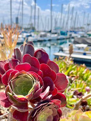 Beautiful succulents all around marina