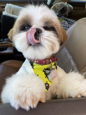 Charlie Pride gives Pooch Patio one tongue but FIVE stars! Take your pooch to the patio!