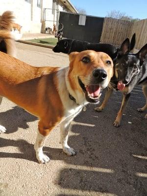 A photo from the DogTown Facebook page of Emily having lots of fun in one of the outside play areas during her recent stay!