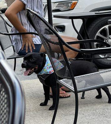 Dogs allowed on the patio