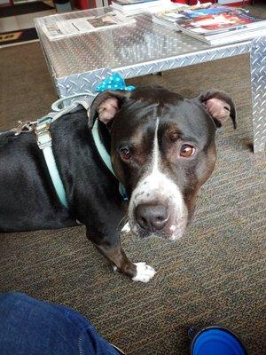 My dog in the pet friendly waiting area