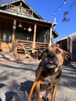 Dog-friendly cafe!