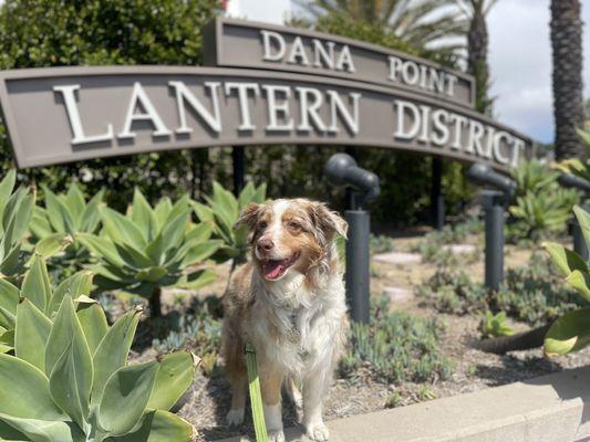 Betty Mae and the Lantern District of Dana Point 7.26.22