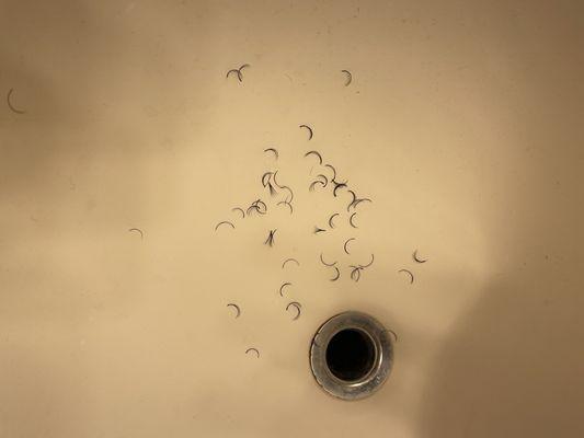 All my lashes that fell out after combing them at night