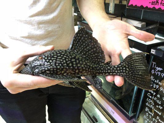 L330 Water Melon Pleco, the biggest I have seen.