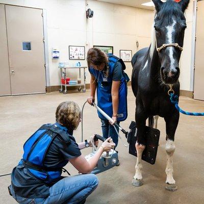 Highly trained staff at Cave Creek Equine obtaining digital radiographs