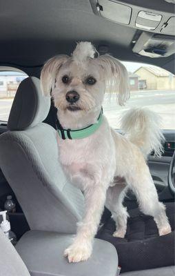 Charlie Bucket is enthused with his grooming.