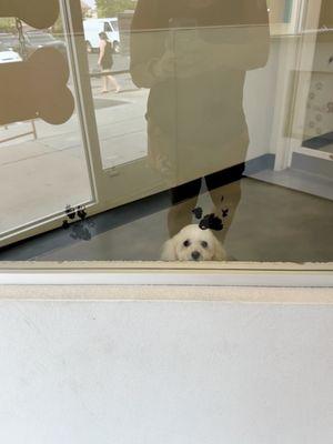 Baby dog waiting inside a waiting room