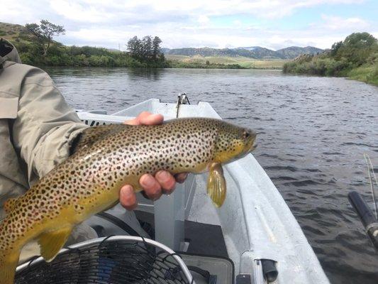 Missouri River brown trout