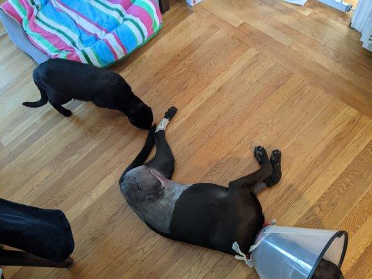 Luna, post-surgery, being inspected by one of the resident cats... Who are still getting used to the newest member of the family.