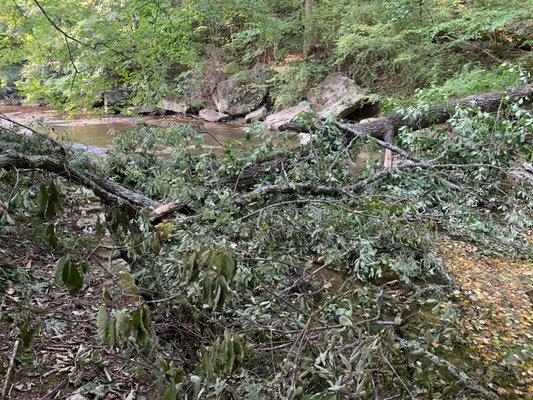 80' tall chestnut oak tree in a creek