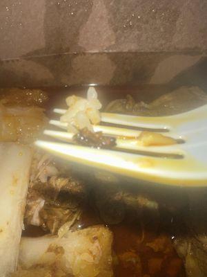 Bug in my chicken curry