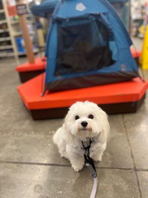 Loki at PetSmart