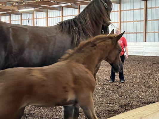 Pearla and her foal