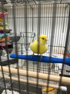 Canary with crooked beak