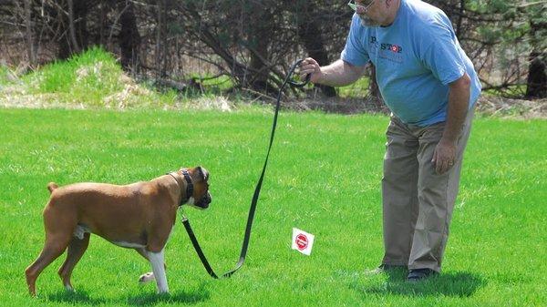 Training Remey to the fence