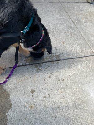 Outdoor patio. Water for my pup!