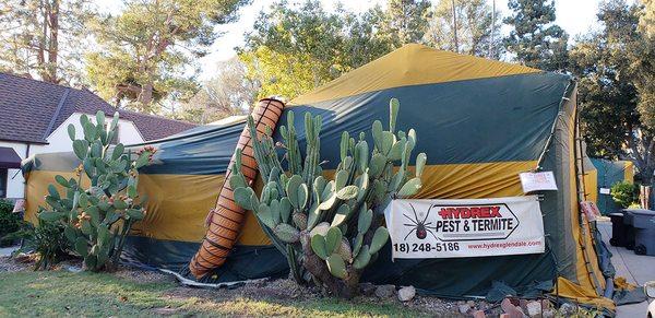 Fumigating and tenting a home for drywood termites