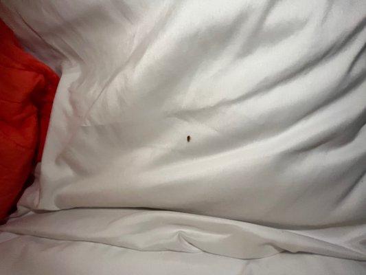 Bed bugs