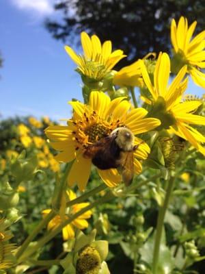 Bee loving flowers in the garden