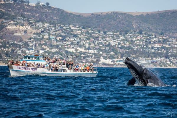 Whale watching cruise off Laguna Beach summer 2015