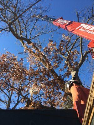 Hummel Tree Service