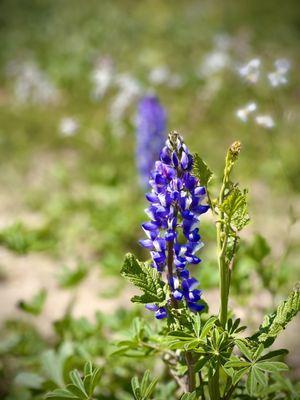 Purple flower