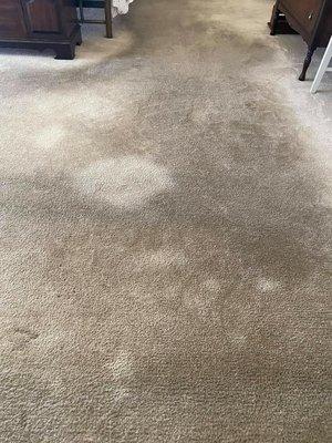 We brought this carpet back to life