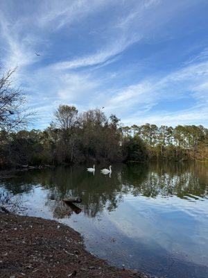 Pond in the campground has lots of swans and other water birds