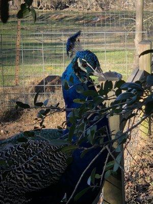 Beautiful peacock