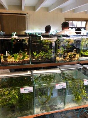 Aquascapes