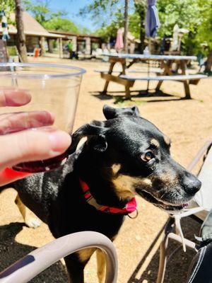 Dog House Drinkery & Dog Park