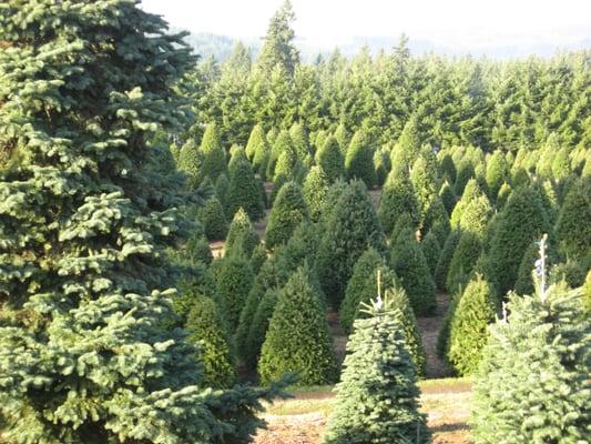 Allen's Tree Farm