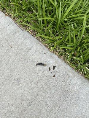 Dog poop on sidewalk.