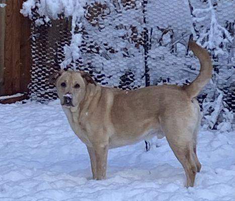 Cooper would stay out all day in Eugene snow