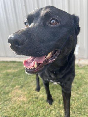 Ellie enjoying the outside area at Fur and Feathers pet resort.