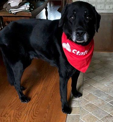 The beloved Lucky sporting his State Farm gear.