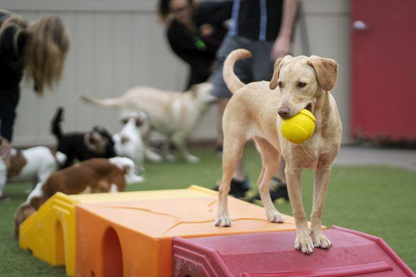 The Dog Stop - Central Plano