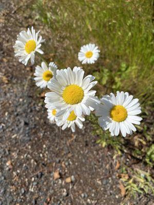 Beautiful flowers everywhere. Cultivated as well as wild