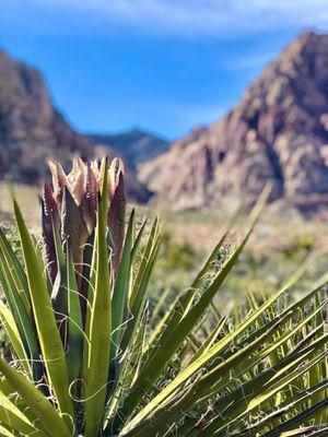 Spring Mountain Ranch State Park