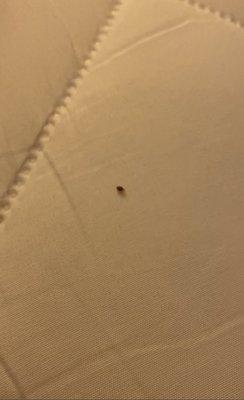 Bed bug still on bed