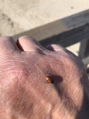 Ladybug landed on the back of my hand.