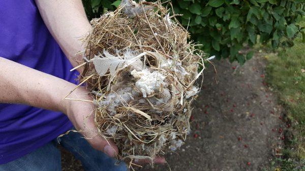 Bird nest in vent line