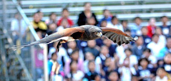 World of Birds Show - shows daily (except Tuesdays) at 12 p.m. and 2:30 p.m. Weather permitting.