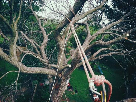 Removing a victim of Dutch Elm disease.