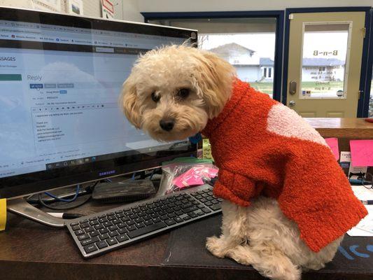 My little helper checking dogs in.