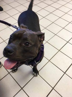 Molly is always happy to visit the staff at Animal Care Center.